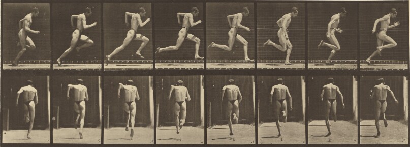Animal Locomotion