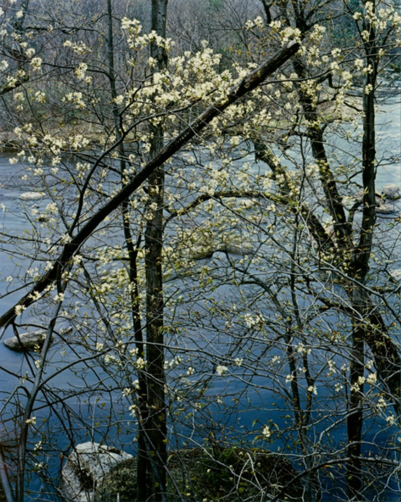 Shadbush, near Hillsborough, New Hampshire