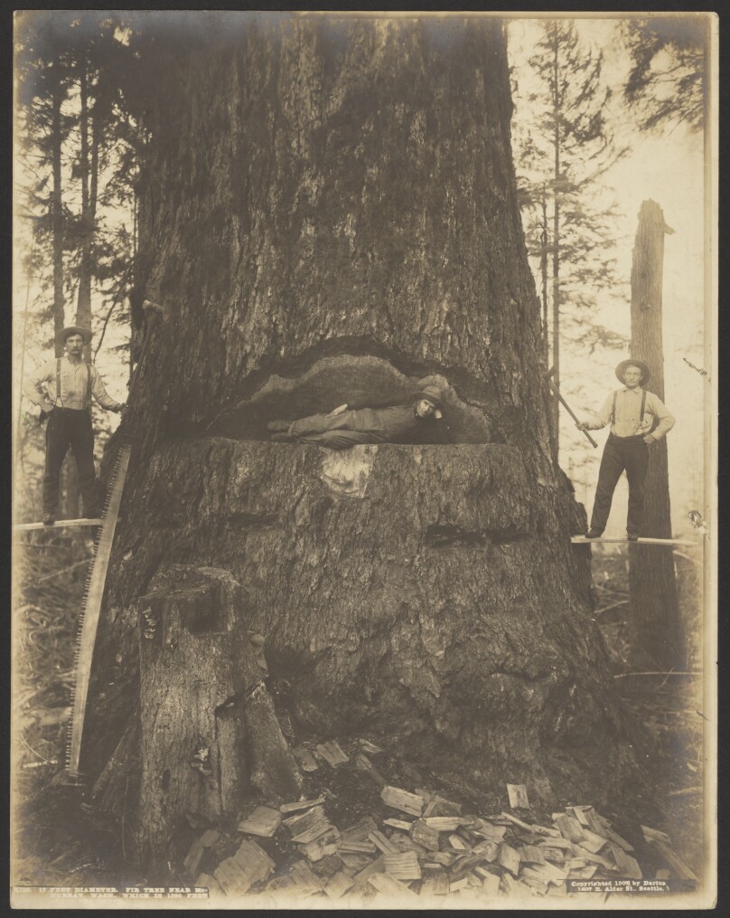 17 Feet Diameter Fir Tree near McMurray, Wash.
