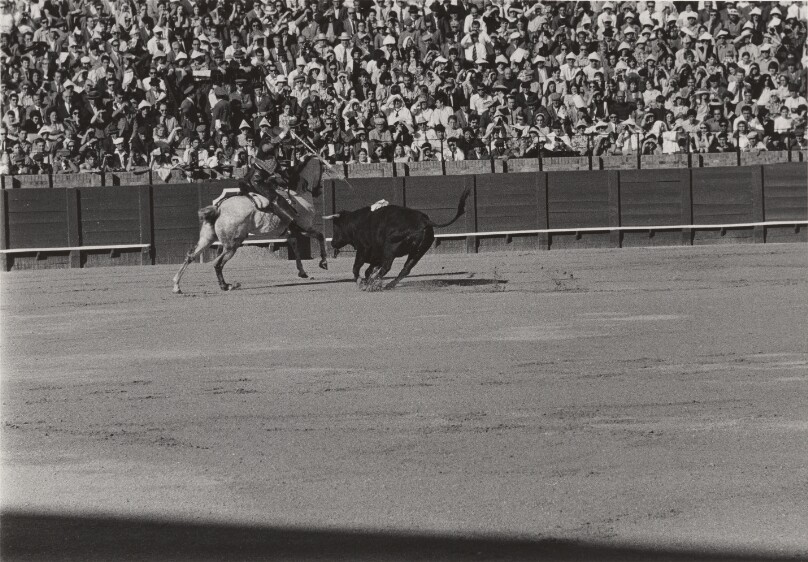 [Bull Fight]