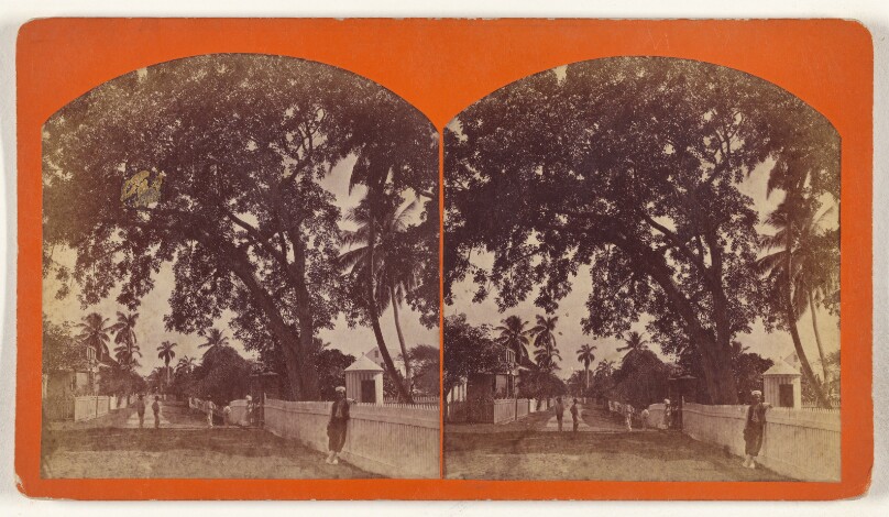 [Mahogany Tree]