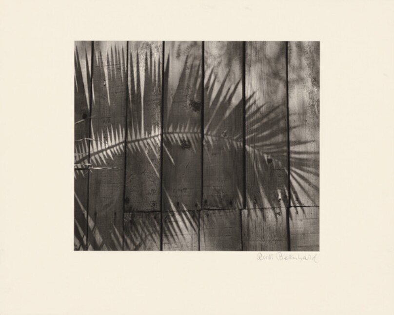 Palm Shadow