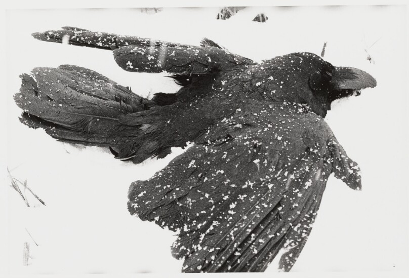 Nayoro (dead raven in snow)