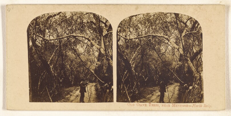 Old Olive Trees, Near Mentone - North Italy.