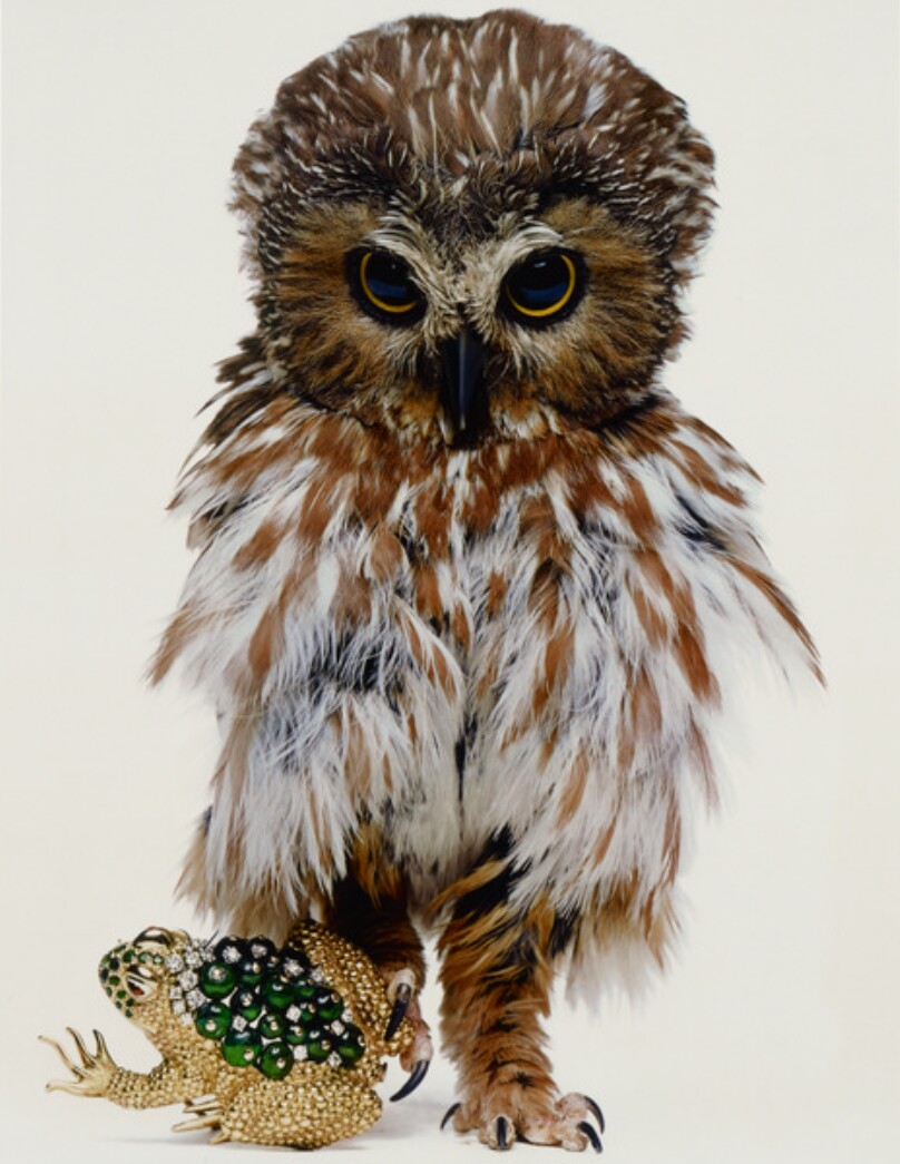 David Webb, Jeweled Toad, New York