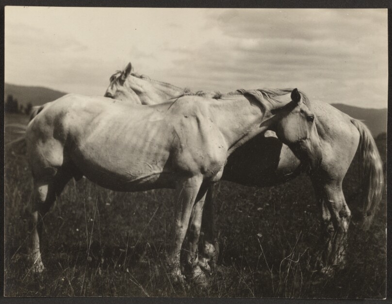 Two Horses