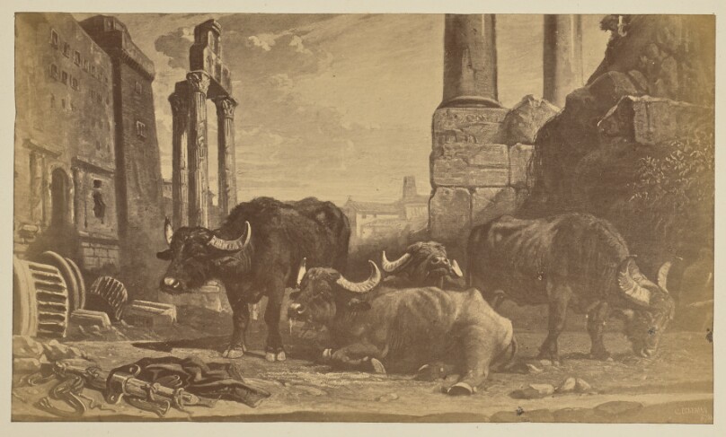 [Buffalo at rest among Roman ruins]