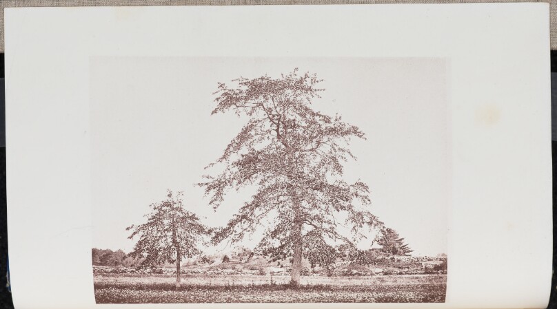 Tupelo-trees in a Field near the "Outlet" on the old Essex Road in Beverly