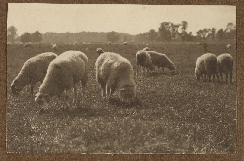 [Sheep Grazing]