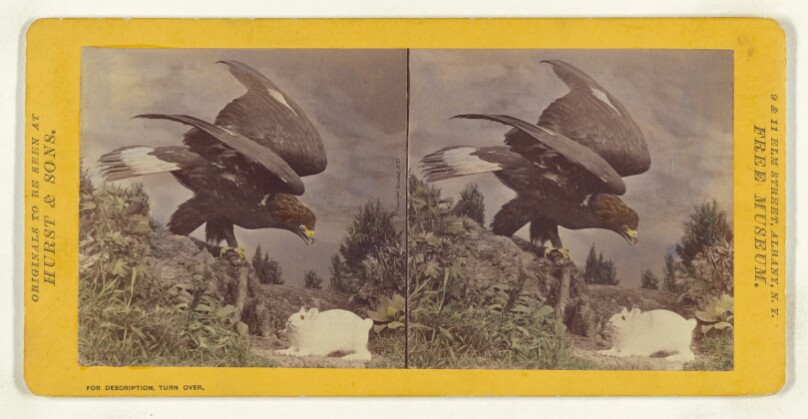 Class II, Order I, Accipitres. Family Falconidae. Golden Eagle...