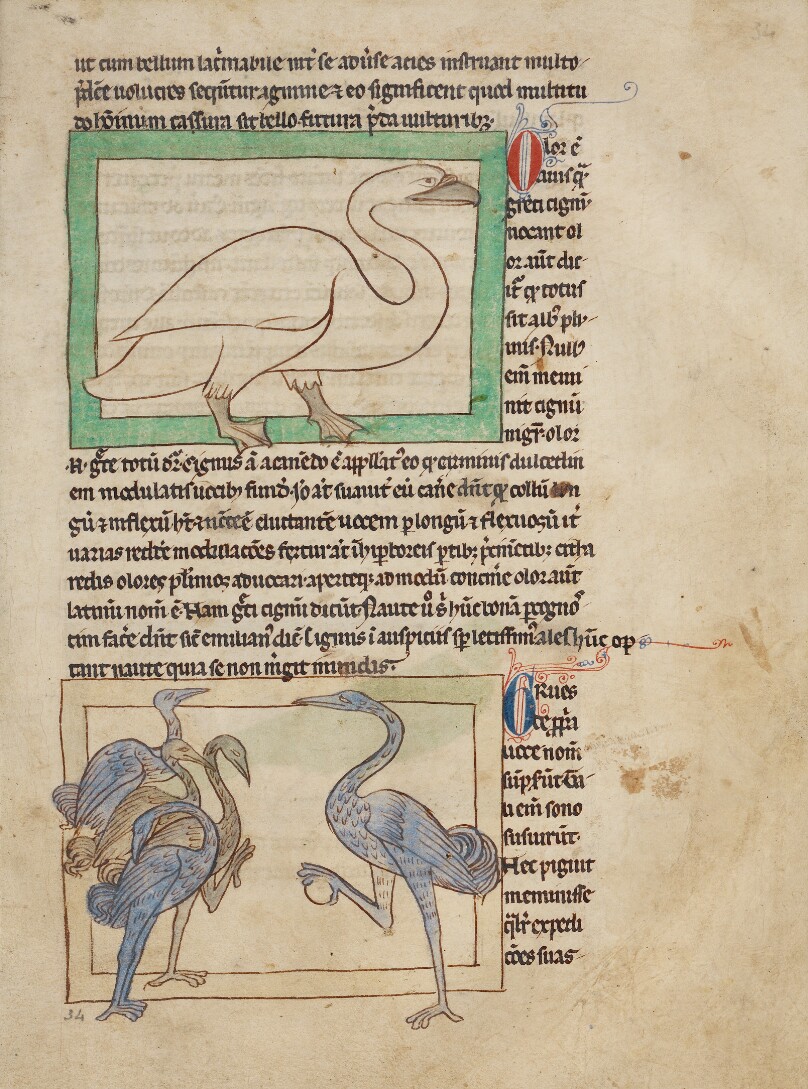 A Swan; Cranes