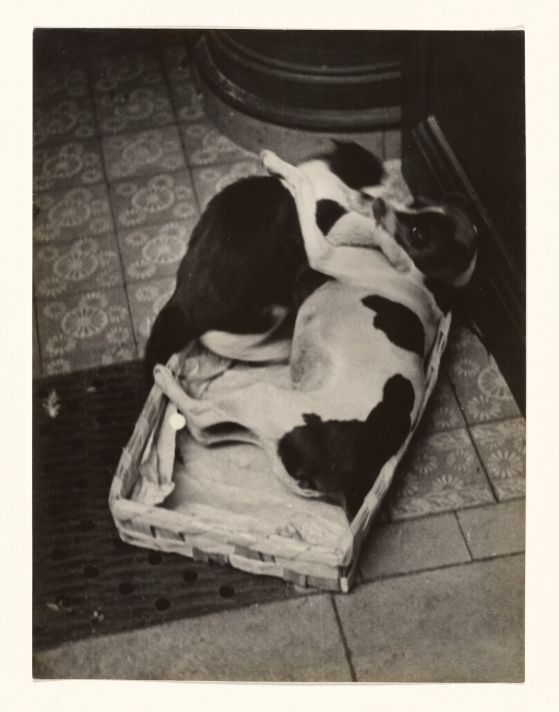 [Dog and Cat Series, 7]