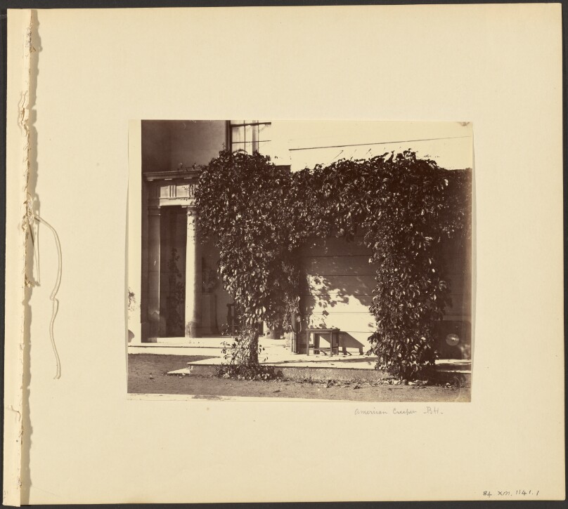 American Creeper, Blake Hall