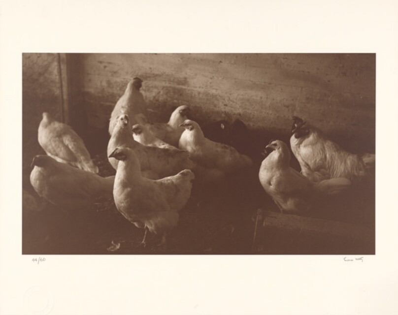 Chickens