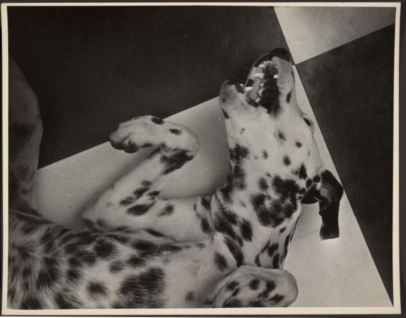 [Dalmatian on Its Back Baring Teeth]