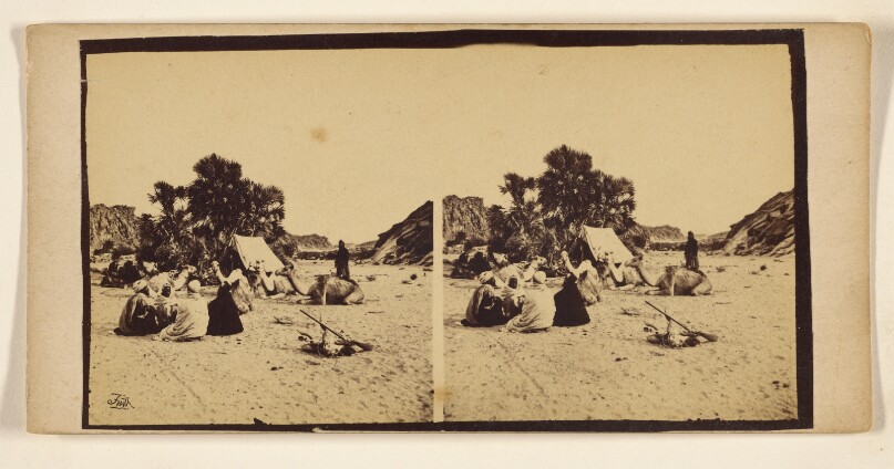 [Men at campsite. palm trees in background, camels around tent]