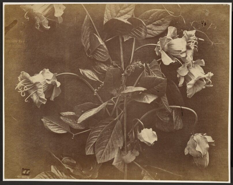 [Flowering vine]