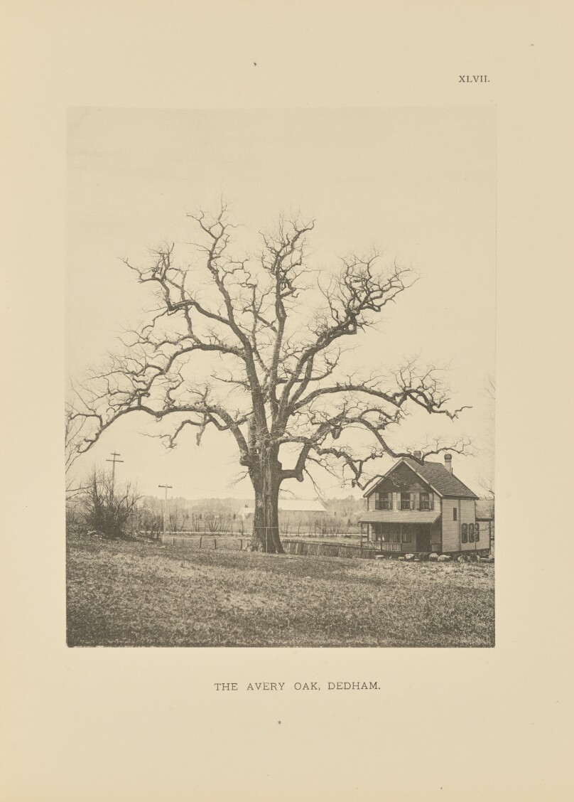 The Avery Oak, Dedham