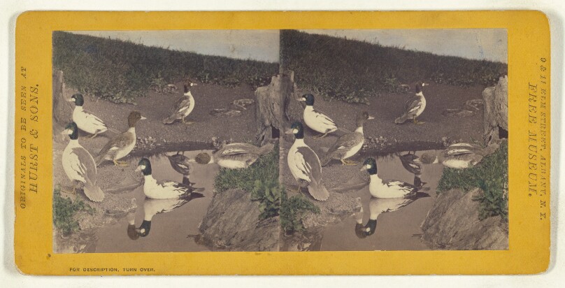 Class II, Order VI, Natatores. Family Anatidae. The Whistler...