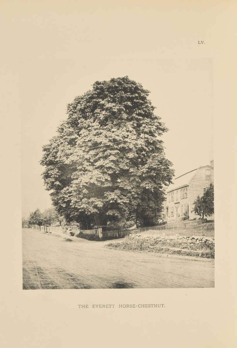 The Everett Horse-Chestnut