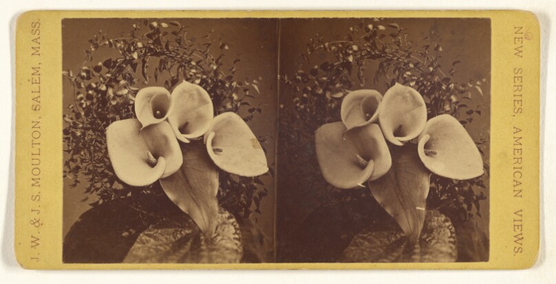 [Calla lilies]