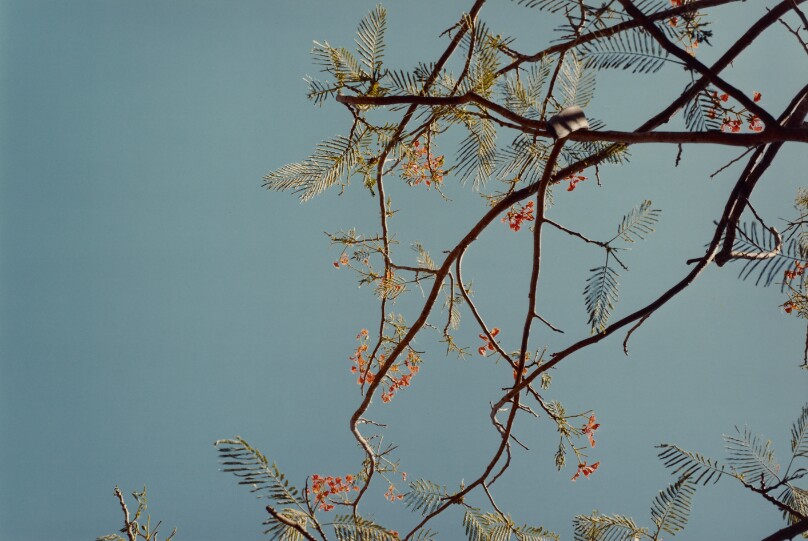 [Branches with Pink Flowers Against Blue Sky]