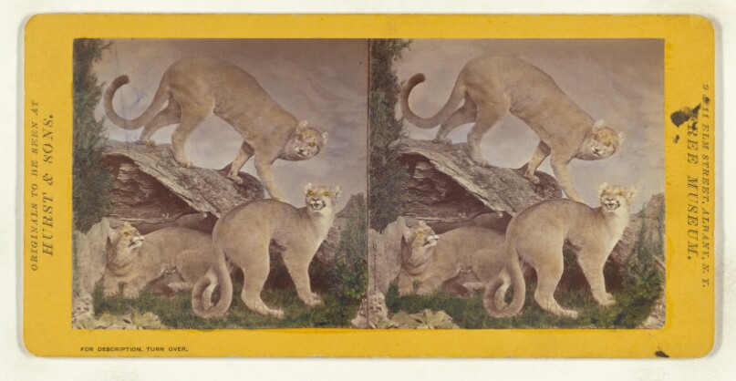 Class I, Order III, Carnivora. Family Felidae. The Northern Panther...
