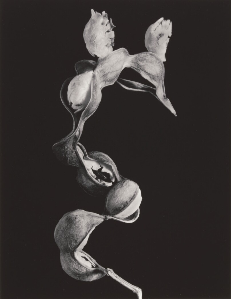Guamúchil. Pithecellobium dulce.