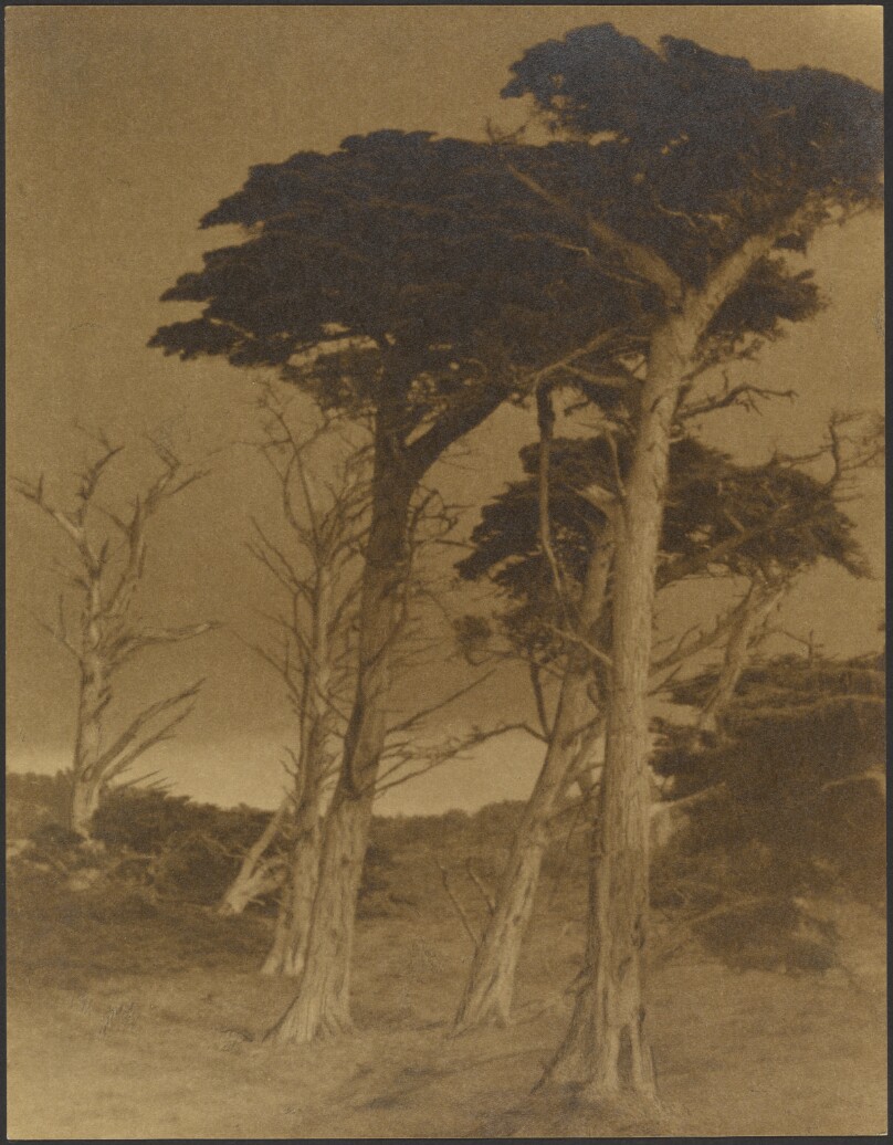 [Landscape with Trees]