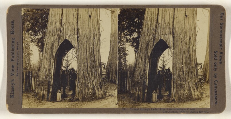 Tunnel through Cedar Tree, Circumference 45 feet.