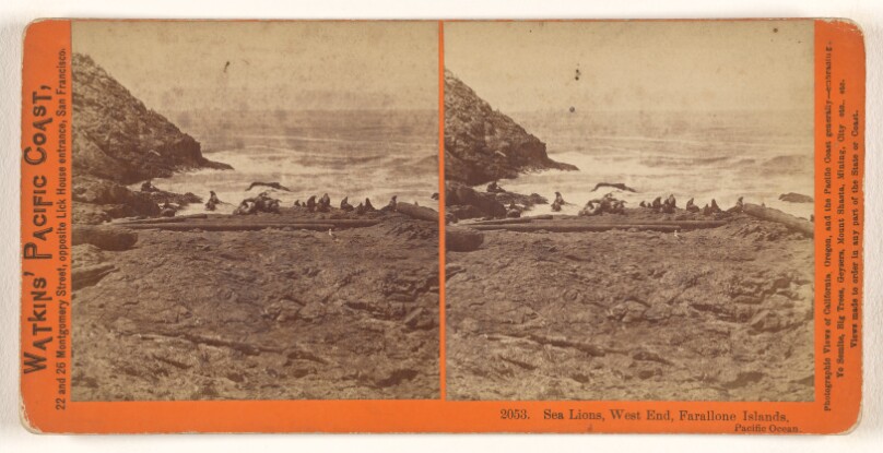 Sea Lions, West End, Farallone [sic] Islands, Pacific Ocean.
