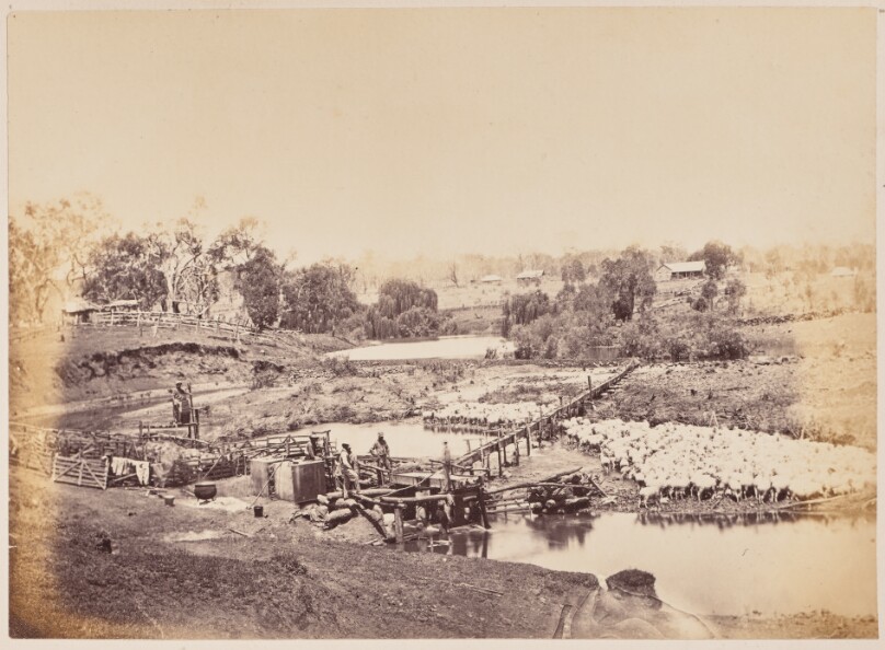 Sheep washing, Bukkulla, Northeast