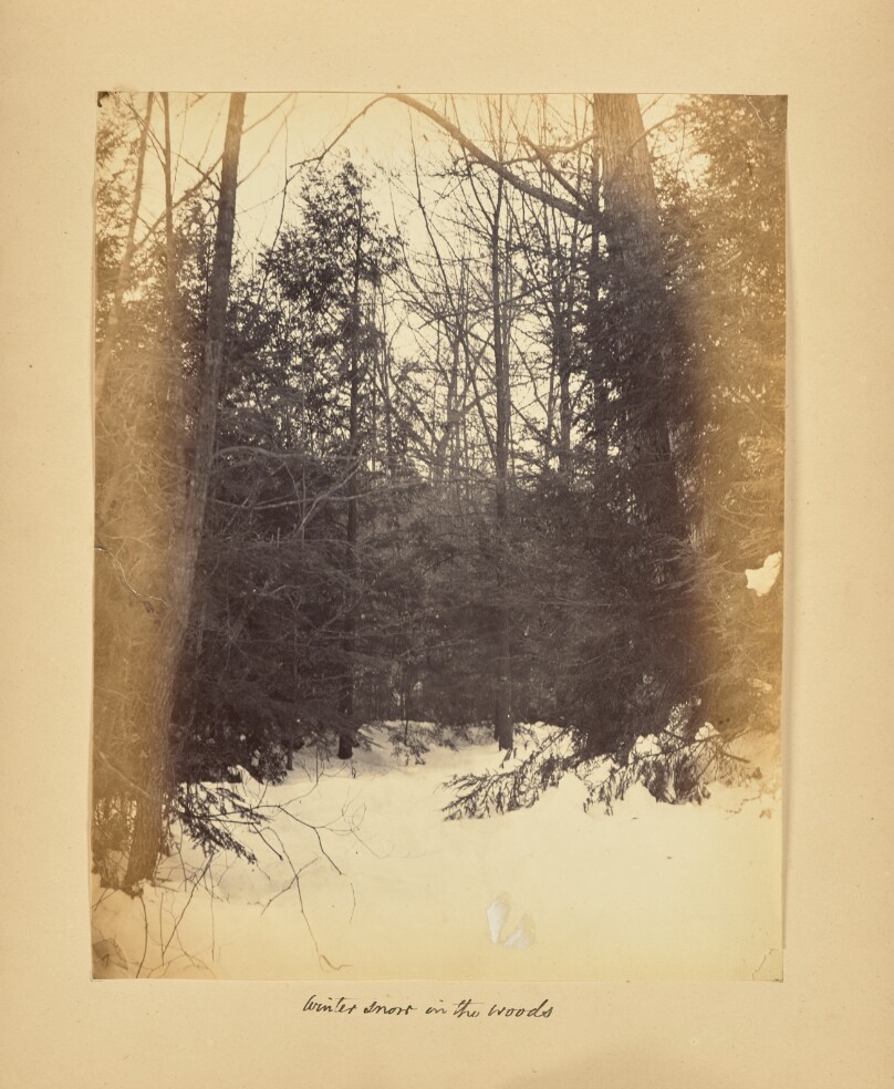 Winter Snow in the Woods