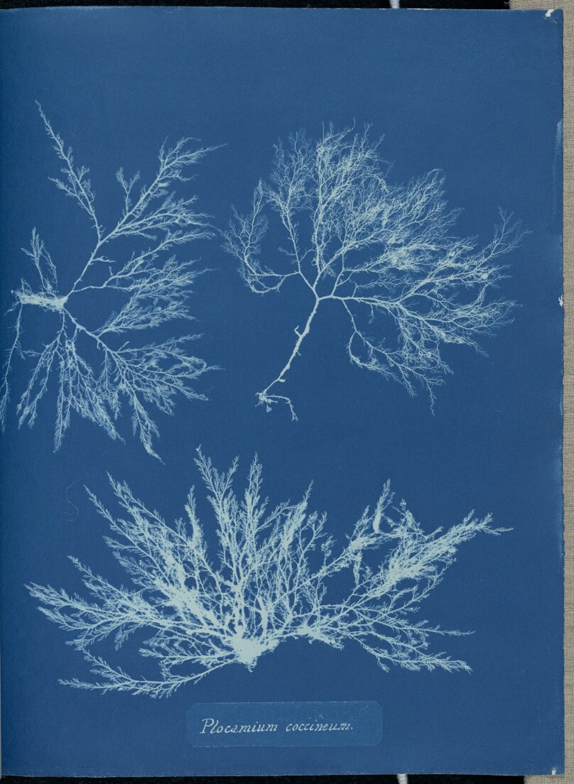 Plocamium coccineum.
