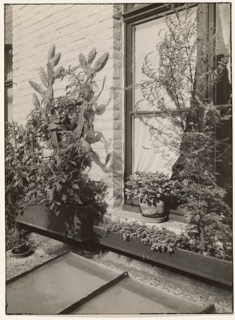 Sander's studio/home, Cologne: Roof garden (soup herbs, tomatoes and cacti) (Sander's Studio/Wohnung, Köln: Dachgarten (Suppenkruter, Tomaten und Kakteen))