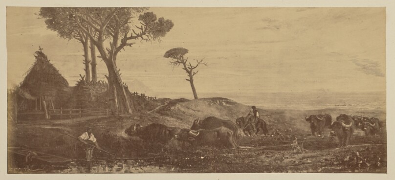 [Rural landscape with buffalo]