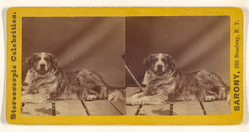 [Dog resting on wood floor]