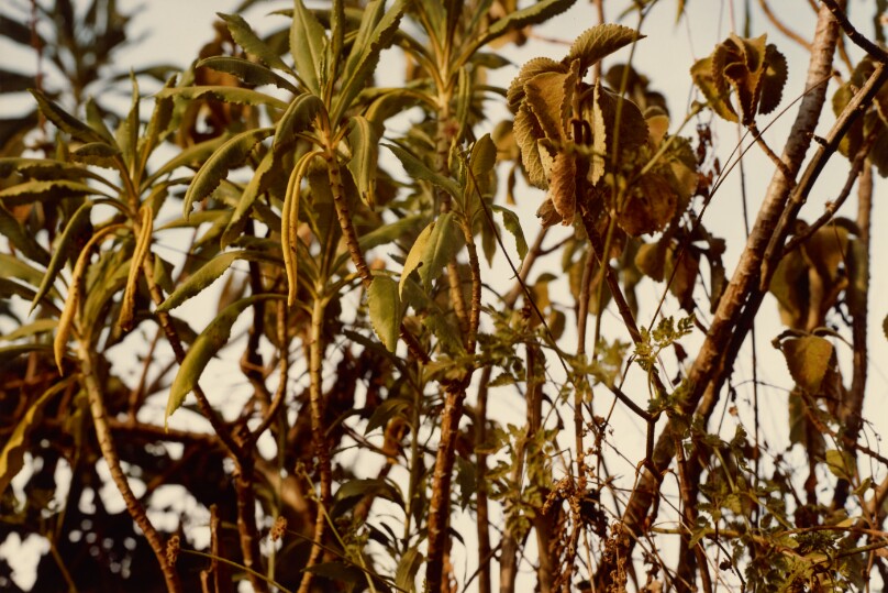 [Branch Study]