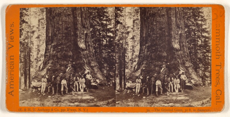 The Grizzled Giant, 30 ft. in diameter.