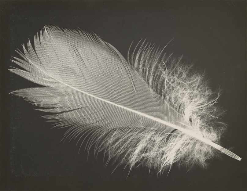 Feather
