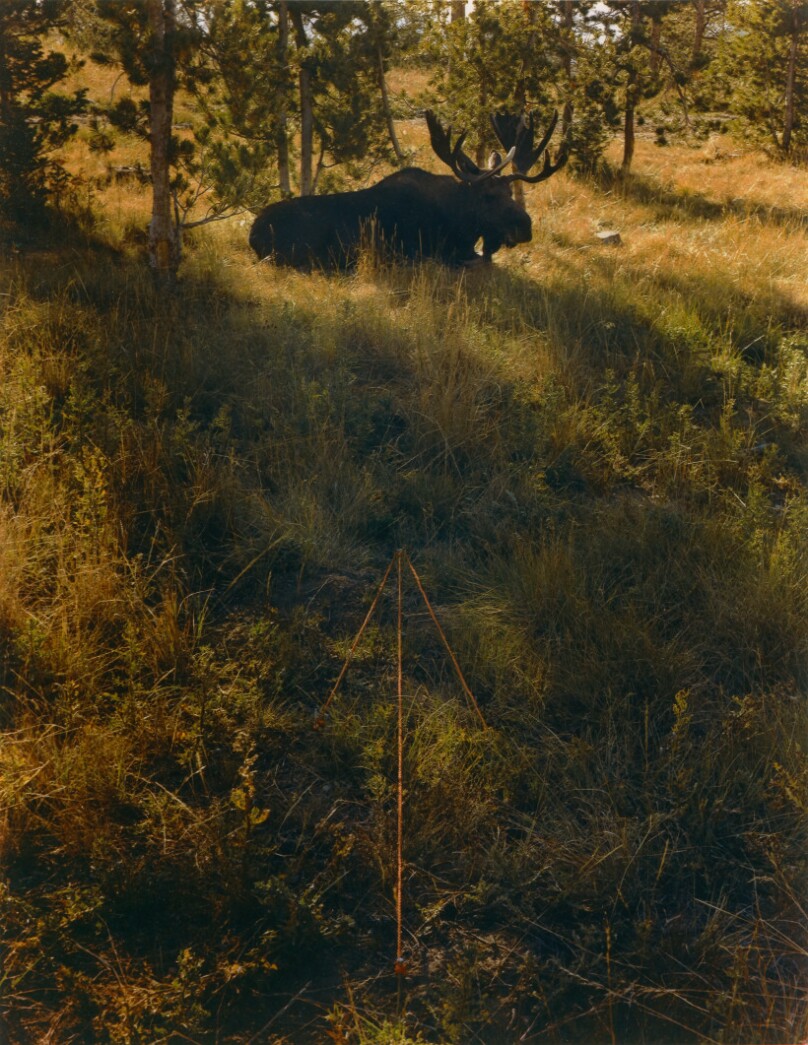Moose and Arrow, Grand Teton National Park, Wyoming