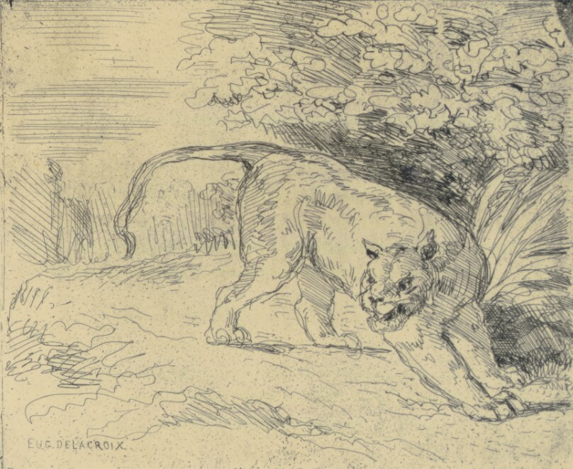 Tigre en Arrêt