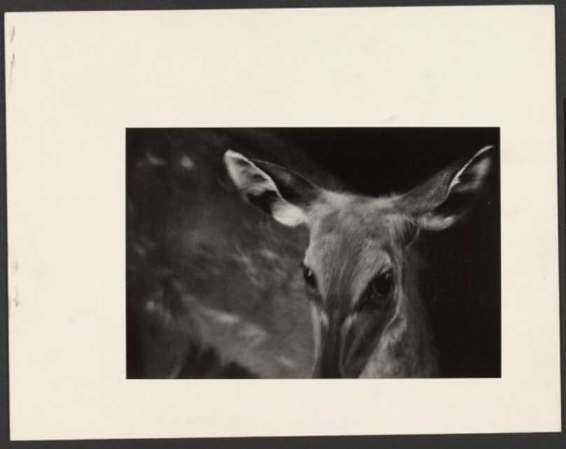 [Female Deer]