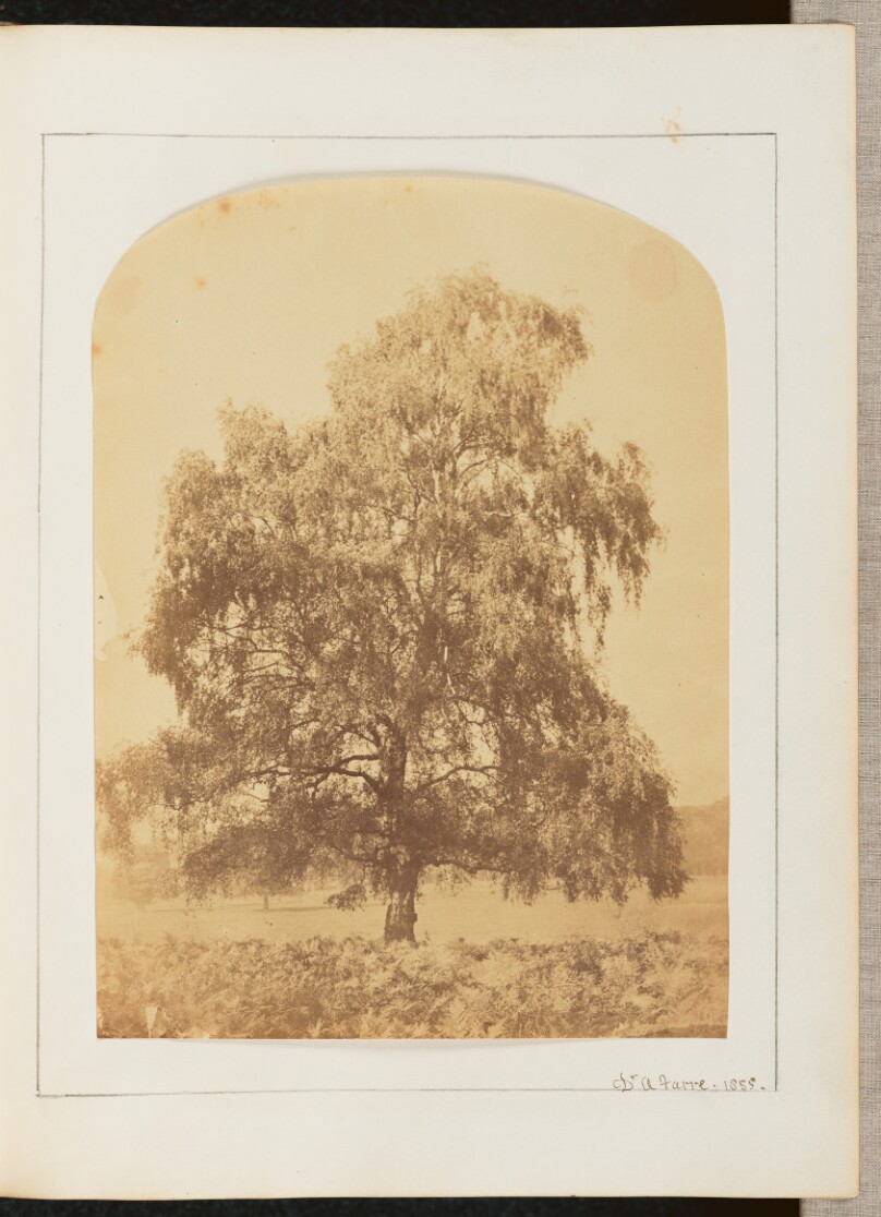 [View of a Tree]