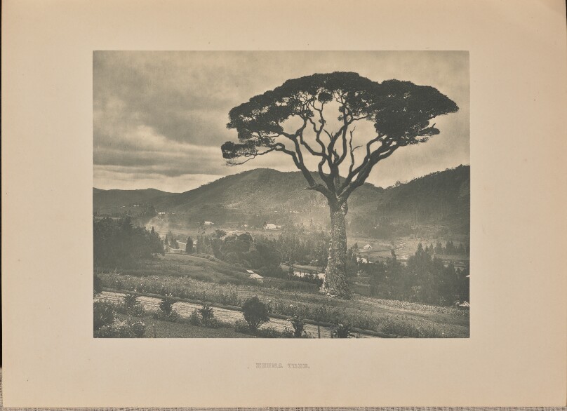 [Keena Tree]