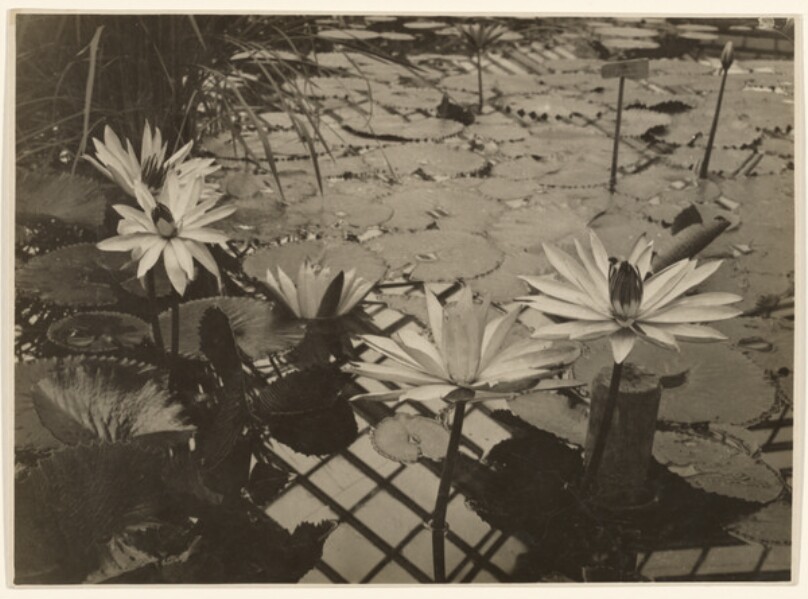 Nymphaea Lotus Rubra Nachtstellung ohne Bluten