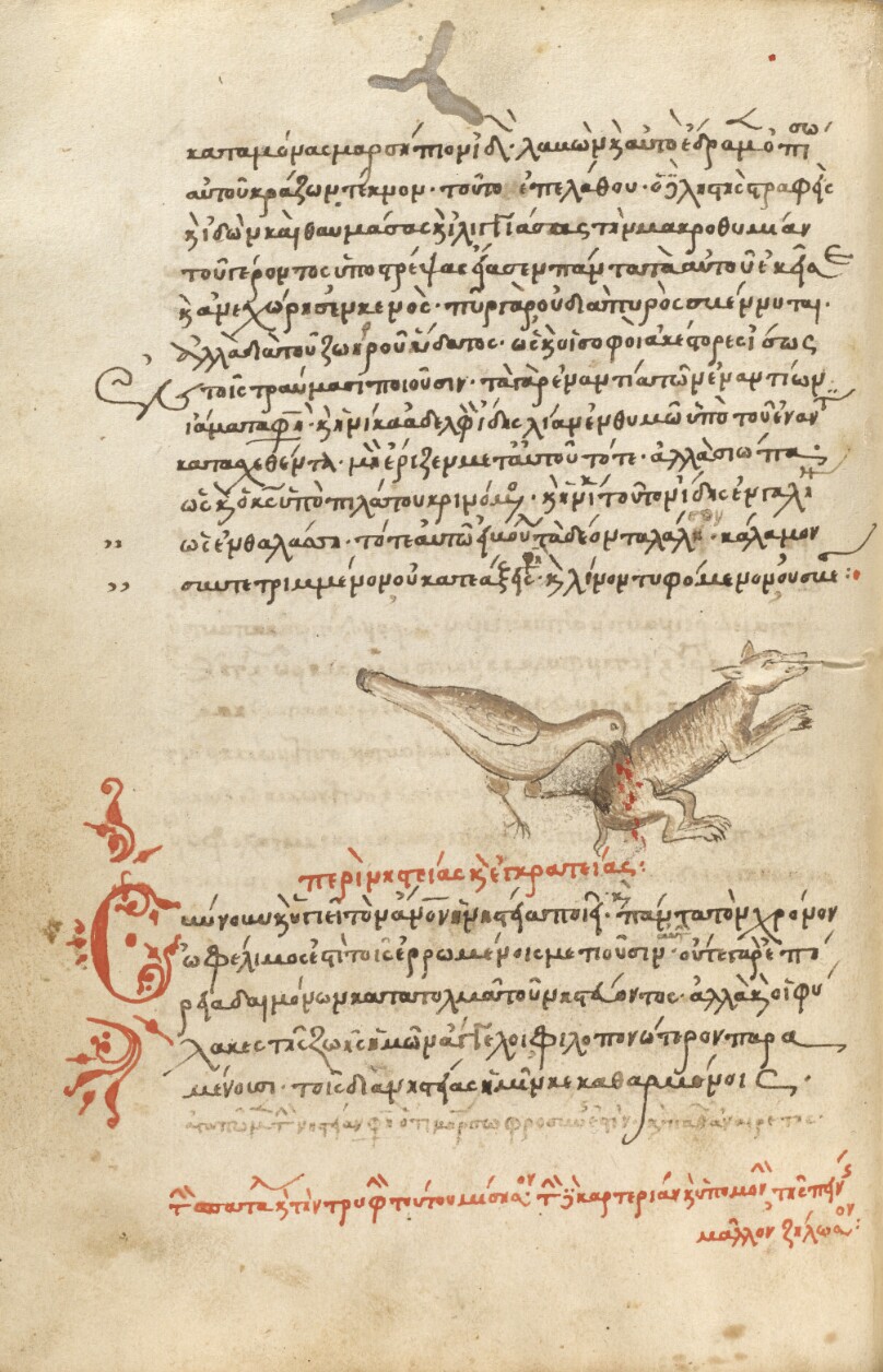 A Bird Pecking at an Animal