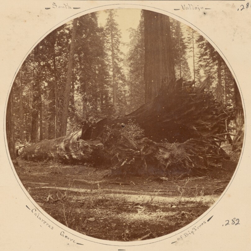 Calaveras Grove of Big Trees
