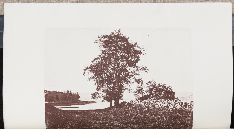 Locust-trees on the Banks of Bass River in Beverly