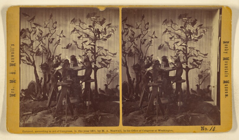 [Monkeys & birds at Mrs. Maxwell's Rocky Mountain Museum]